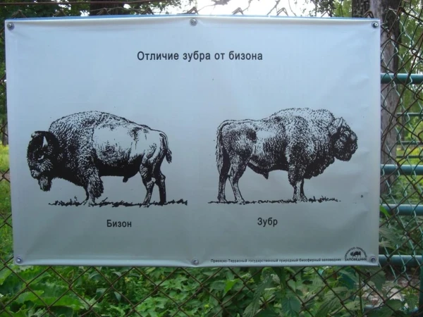 на картинке разные, в жизни очень похожи