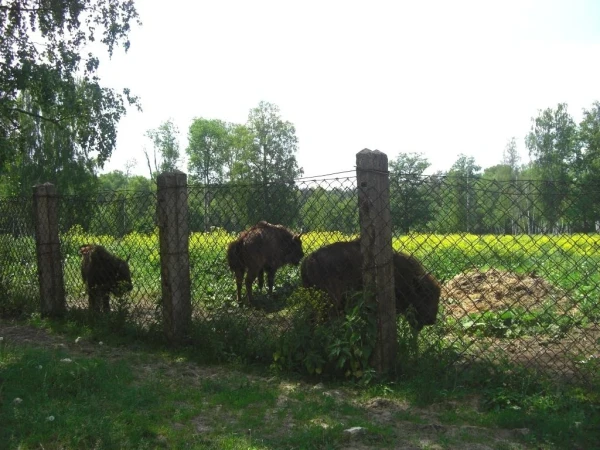 зубры