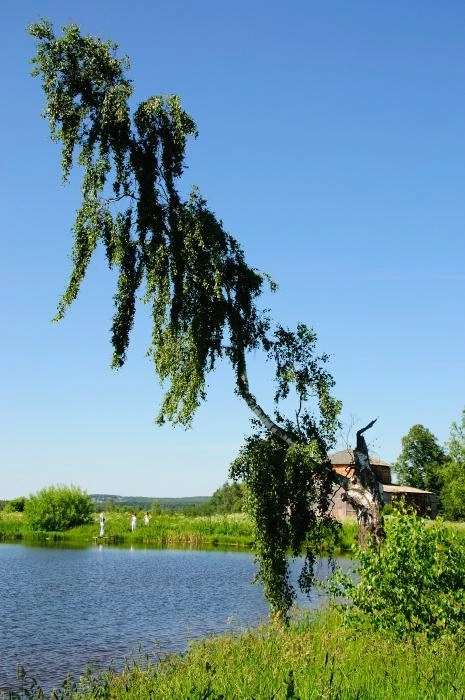 Тараканово