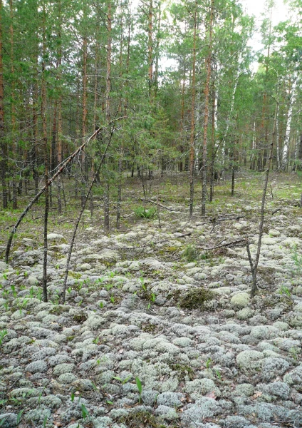 "ковры" мха