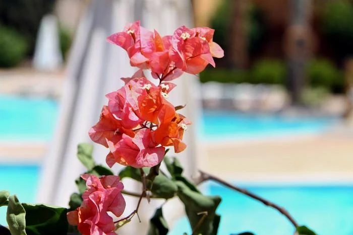 Rehana Royal Beach & Spa 5*