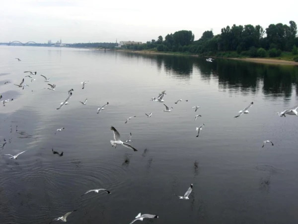 Волга, чайки