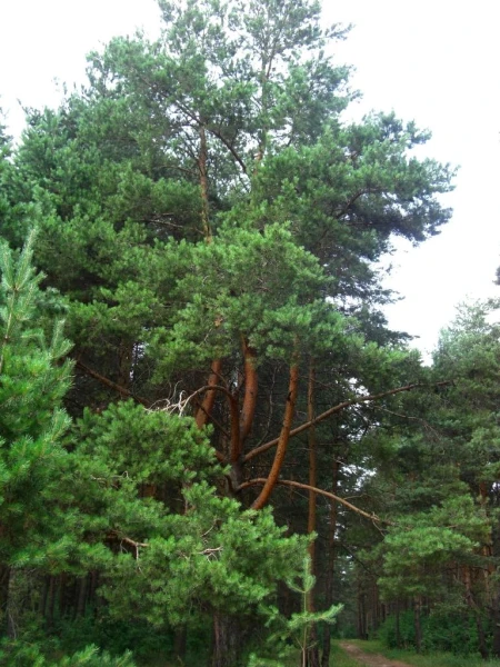 Сосны