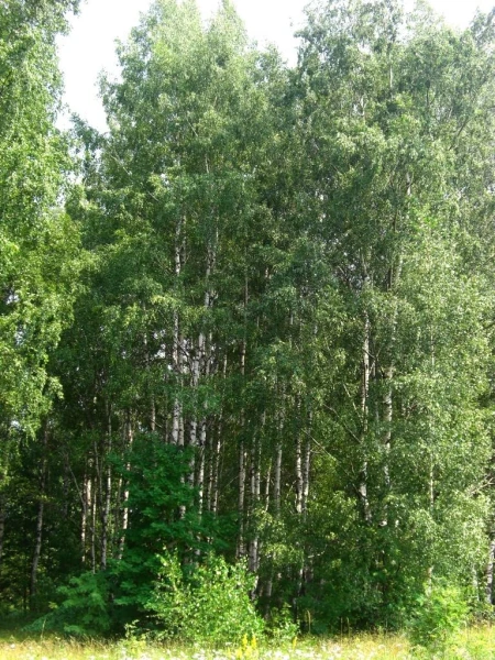 березки