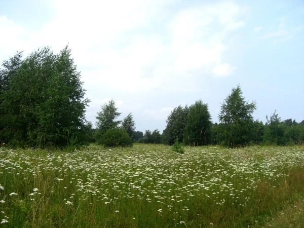 в глубине острова