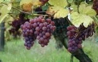 Вьетнамские вина и бальзамы