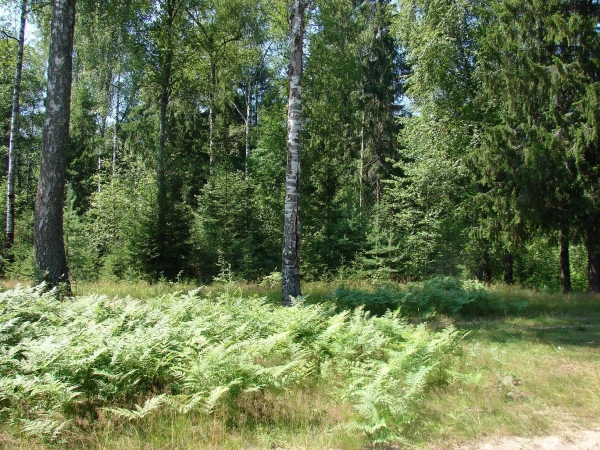 У села Хахалы на берегу Керженца