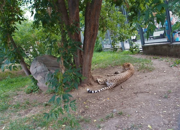 не очень жарко, а то бы залег на травку :)