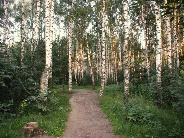 ВНИИЛМ, дендропарк.