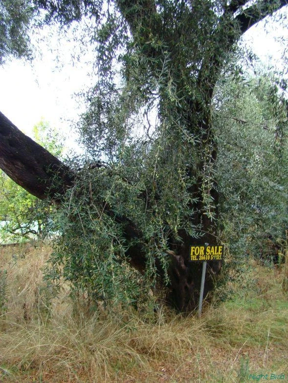 Не прикупить ли оливу на Корфу?
