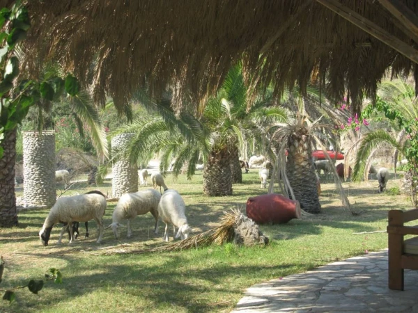 Территория пляжа Banana beach.