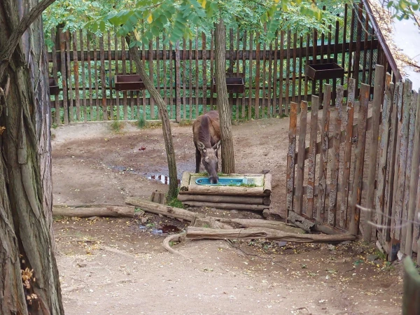 лось-деточка...
