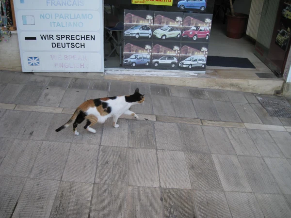 Котэ