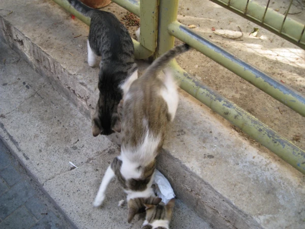 Кошачий банкет