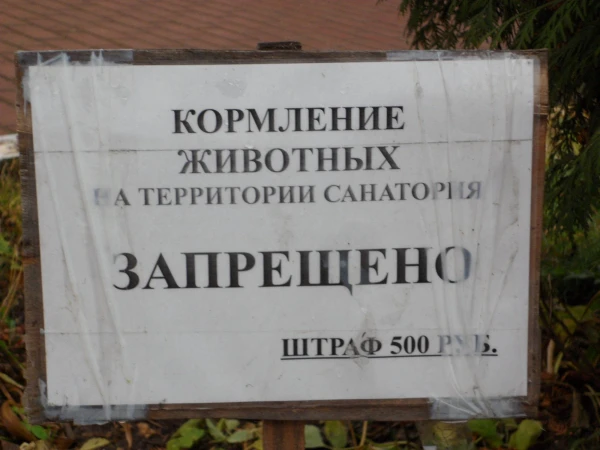 не мечтайте посадить голубя себе на колени!