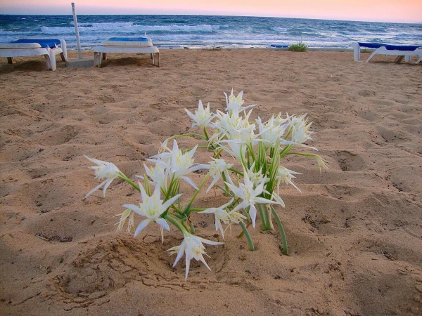 Nissi Beach. Откуда они тут взялись?