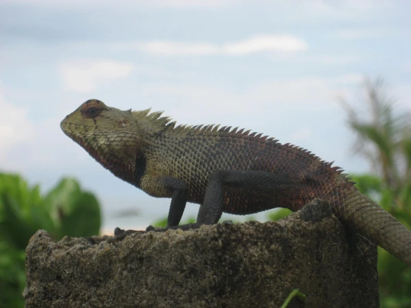 SRI LANKA