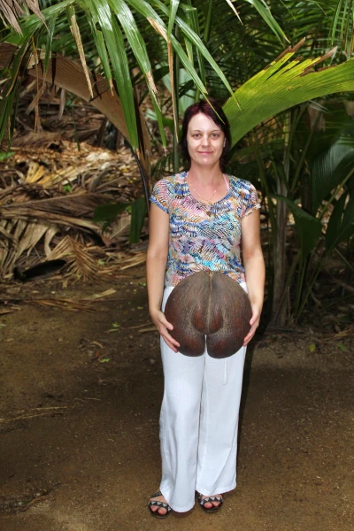 орех ' Coco De Mer '