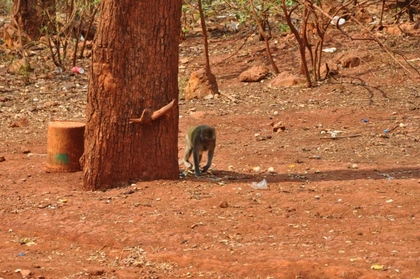 дикие обезьяны