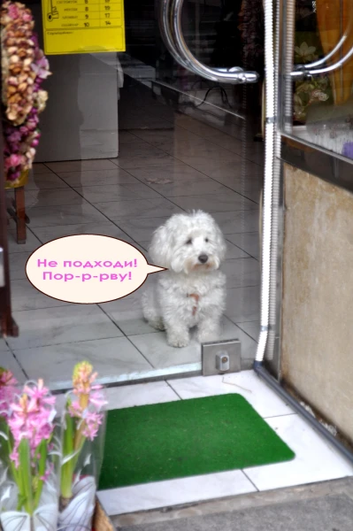 ну очень злая собака :)