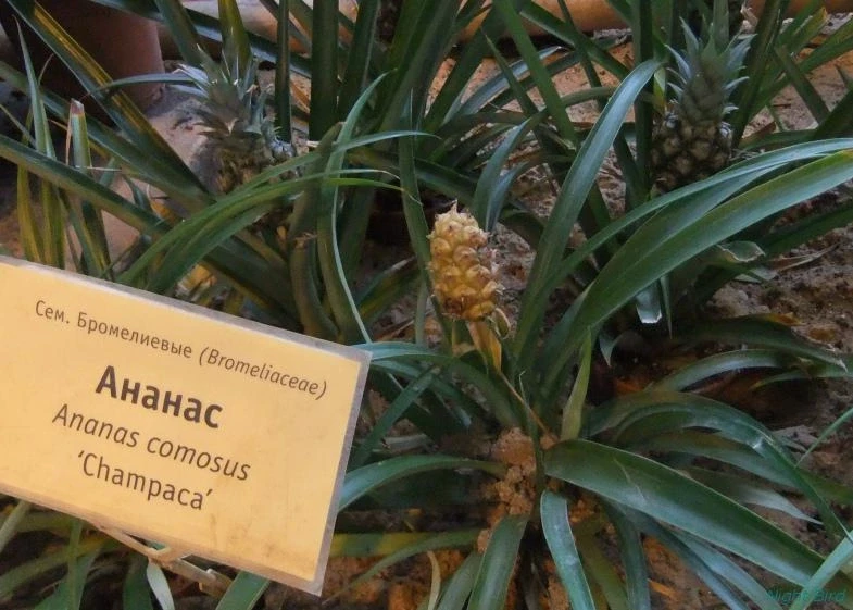 Ну оочень маленький ананас