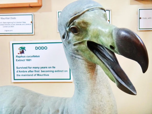 В гостях у Dodo