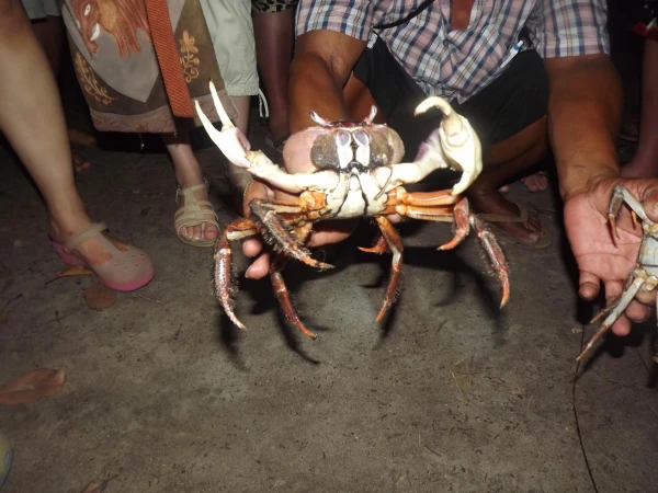 Ночная экскурсия  в поисках "chicken crab"