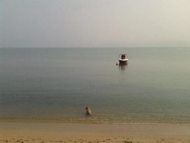 Собак, водные процедуры