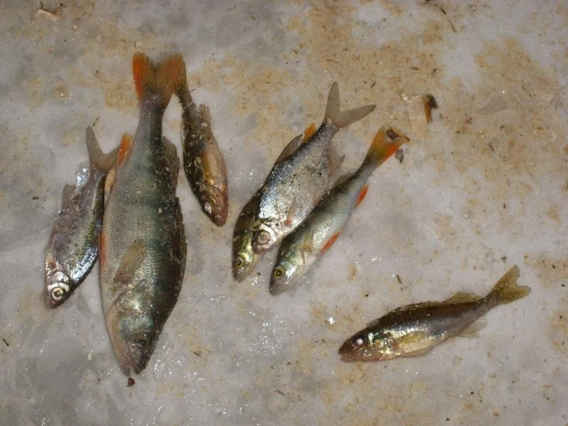 улов