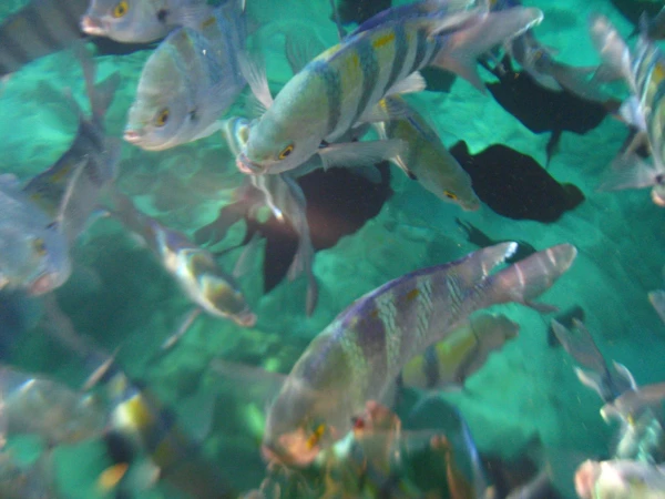 Рыбы Красного моря