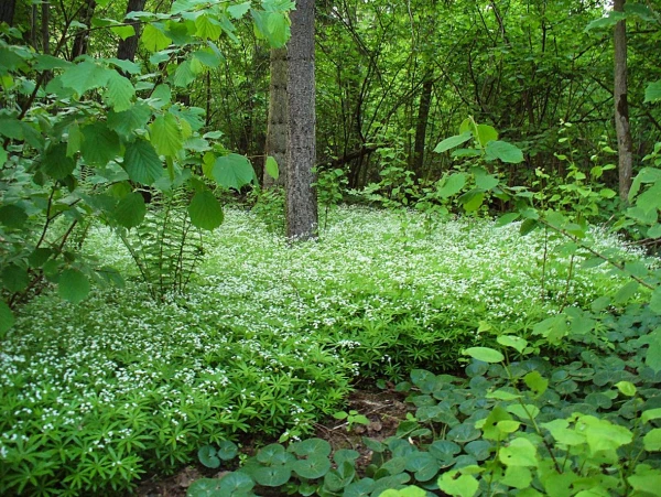 Лесное многоцветье