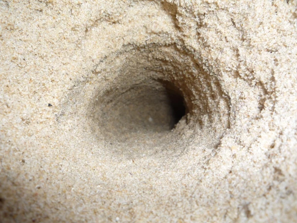 нора