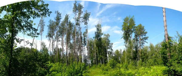 панорама (а верхний край умышленно не стала ровнять:)
