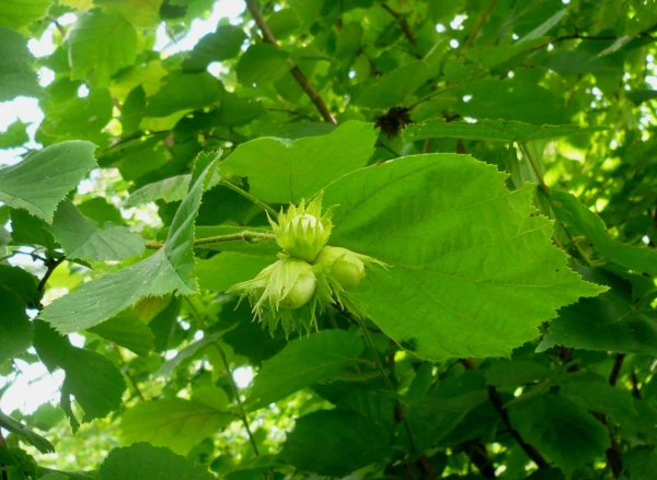 лещина (или лесной орех)
