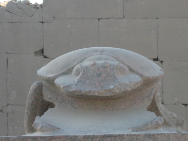 Жук скоробей.