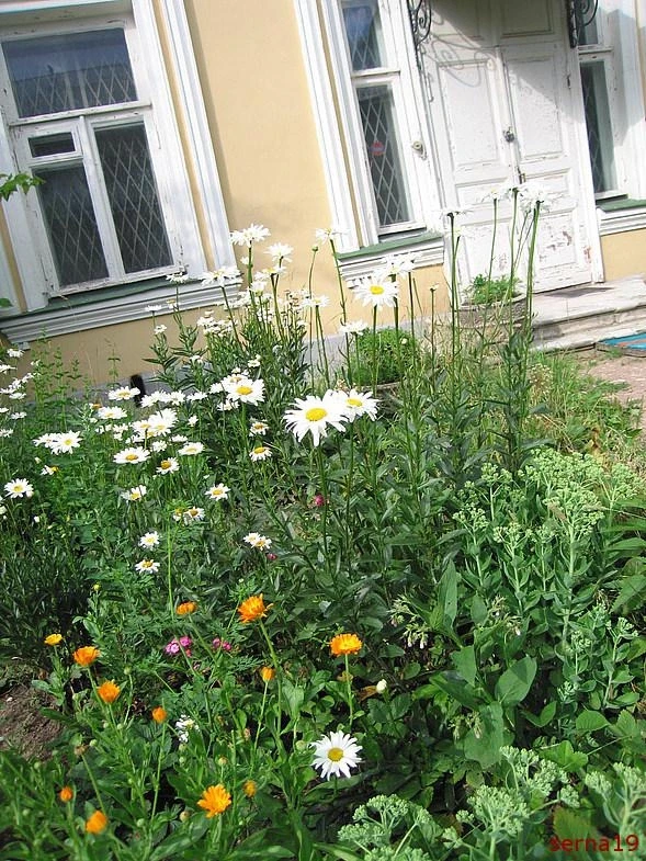 Кусково, 2007 г. 