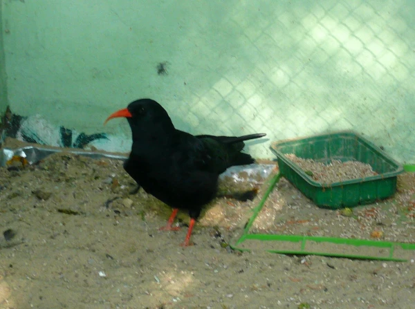клушица