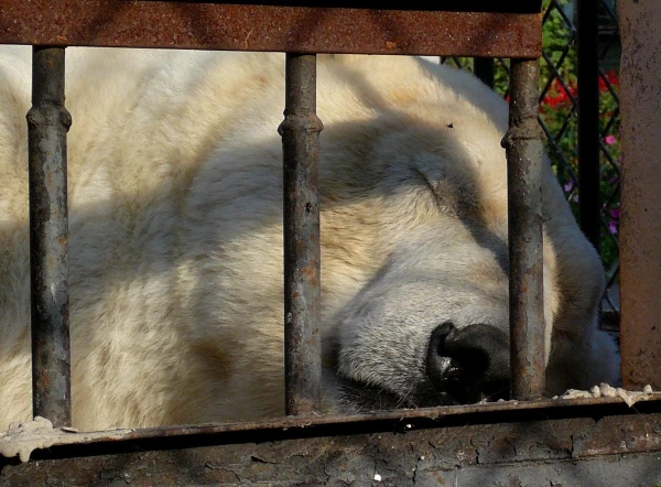 спящий красавец