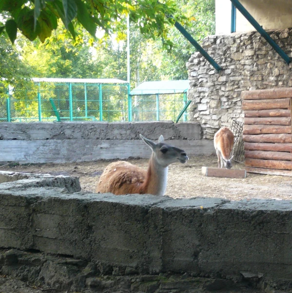 гуанако