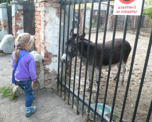 осел домашний
