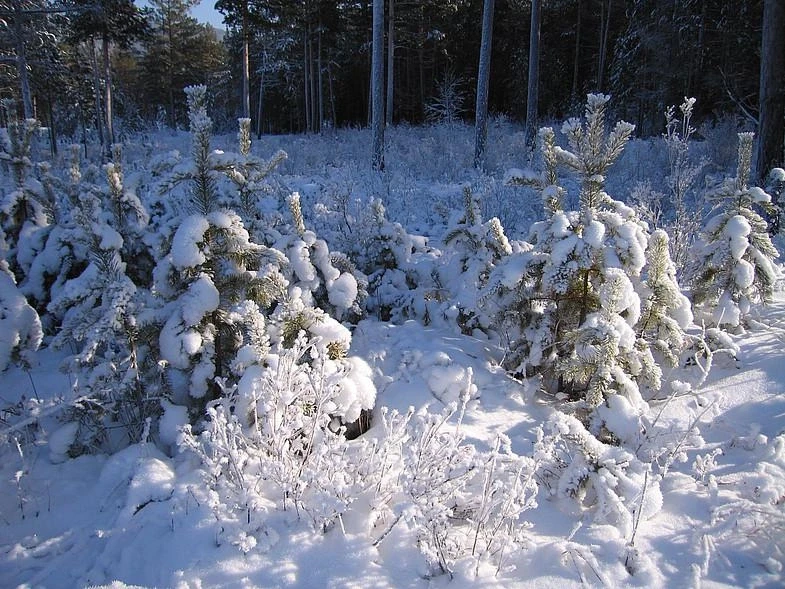 Под Читой. 2007 г.
