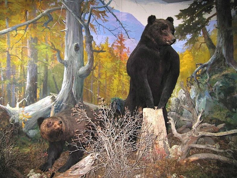 Читинский краеведческий музей. 
