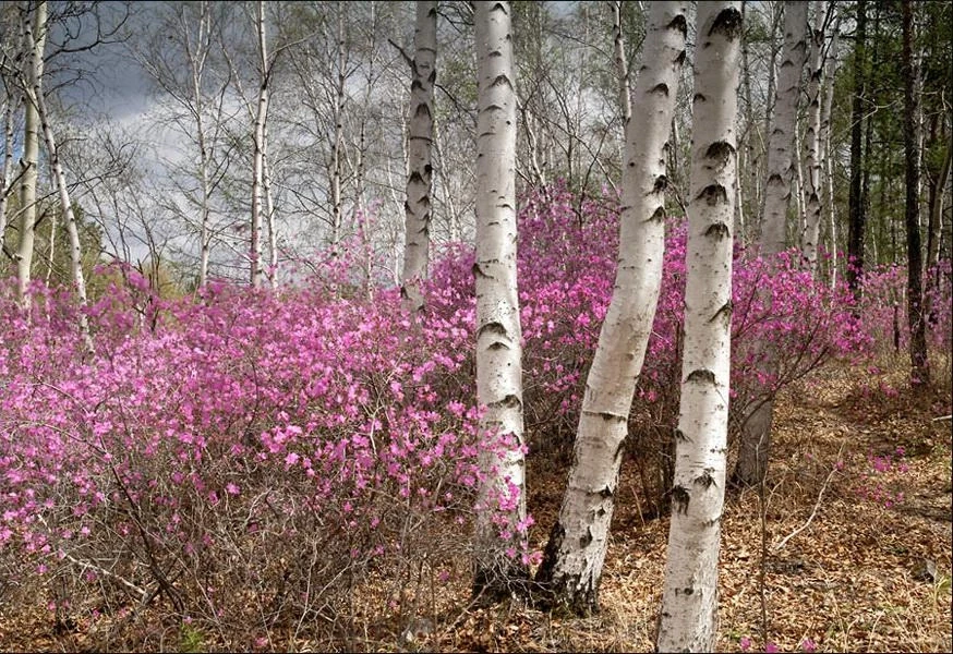 Александр Леснянский 