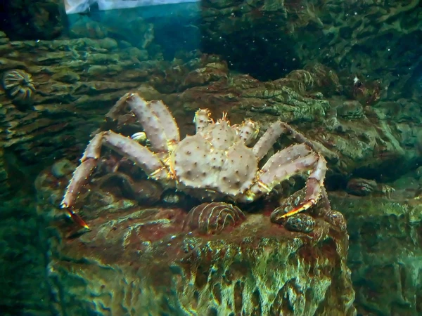 Камчатский краб