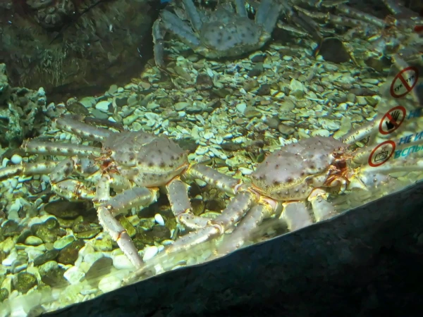 Камчатские крабы