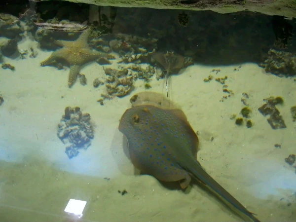 Скаты и морские звезды