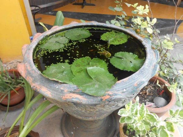 водяная клумба у отеля