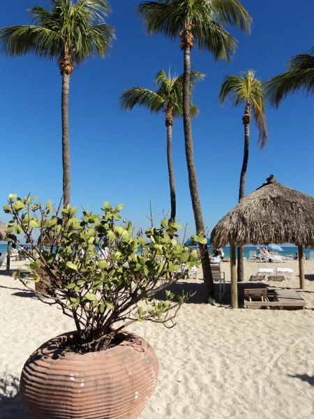 Newport Beachside Hotel & Resort 3* (Флорида,Майами).Пляж.
