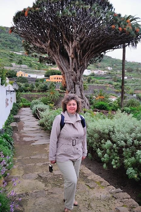 ICOD DE LOS VINOS. Драконово дерево (Dracaena Draco)