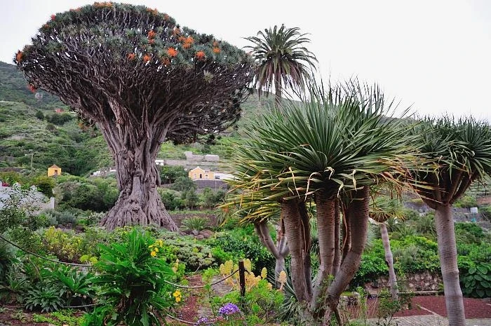 Драконово дерево (Dracaena Draco)